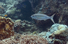 Sipadan_2015_Vivaneau tridents ou a queue fourchue_Aphareus furcatus_IMG_2230_rc